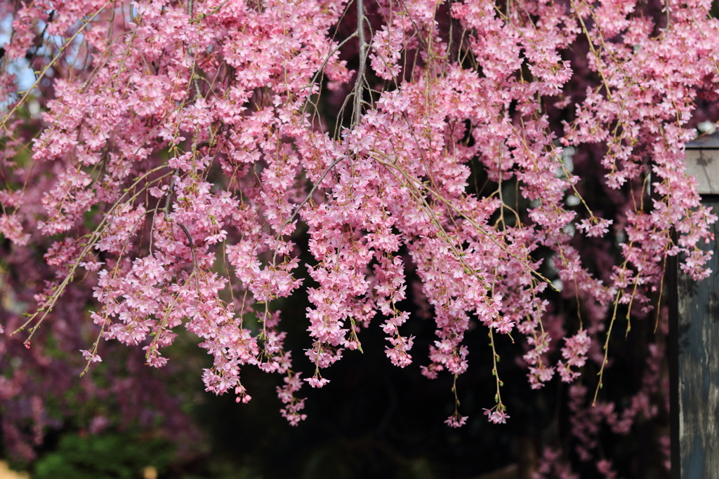 石橋屋の枝垂れ桜 2