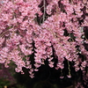 石橋屋の枝垂れ桜 2