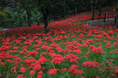 船岡城址公園の曼珠沙華