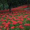 船岡城址公園の曼珠沙華