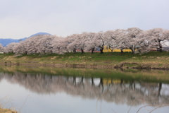 桜の思い出 2