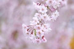 桜 今年もありがとう 4