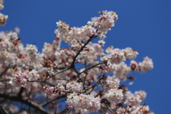 四季桜 2