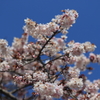 四季桜 2