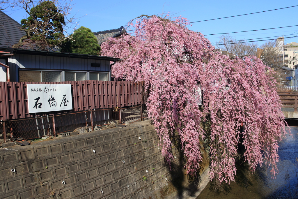 石橋屋の枝垂れ桜 3