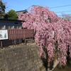 石橋屋の枝垂れ桜 3