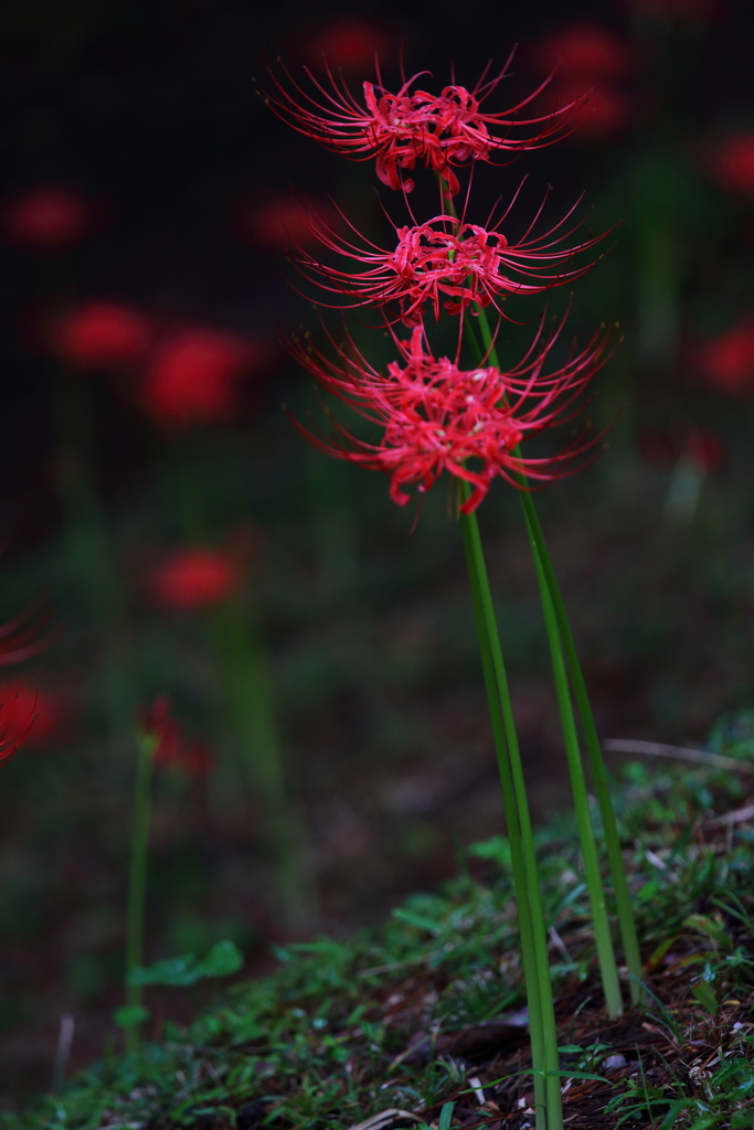 曼珠沙華