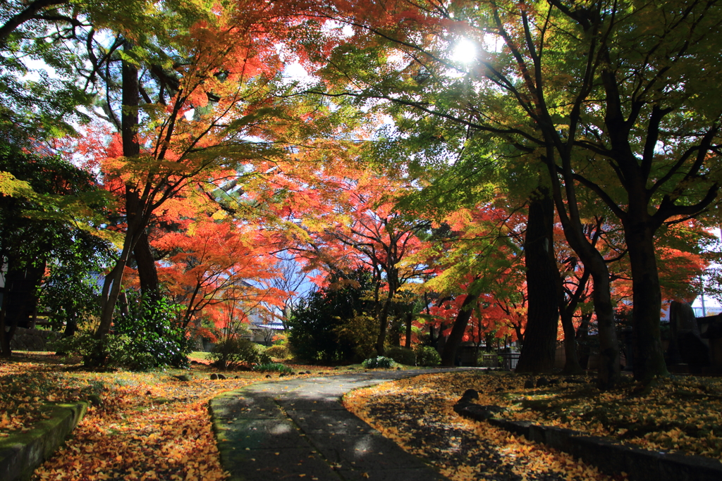 近くのお寺にて 1