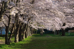 桜 今年もありがとう 3