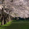 桜 今年もありがとう 3