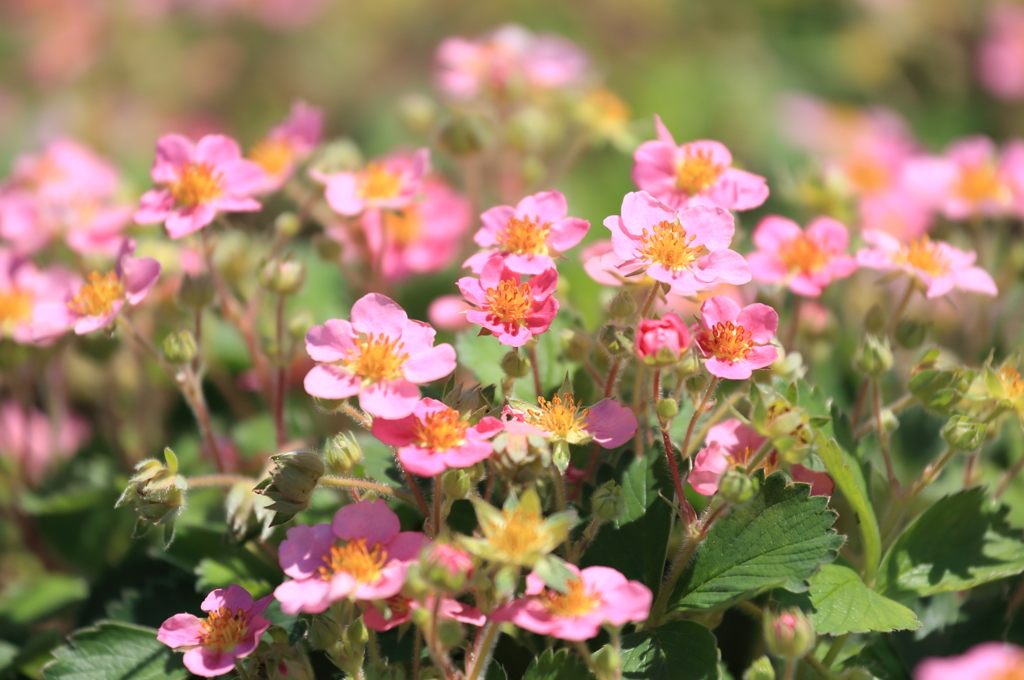 wild strawberry