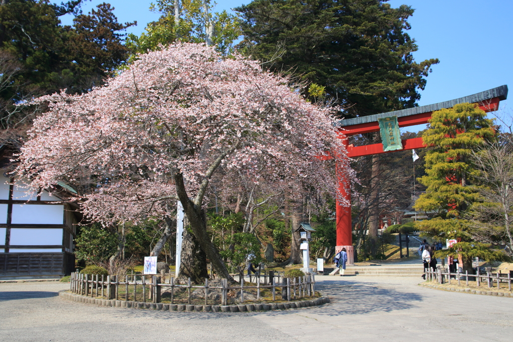 四季桜 1