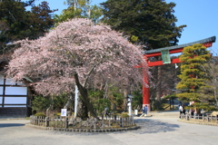 四季桜 1