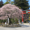 四季桜 1
