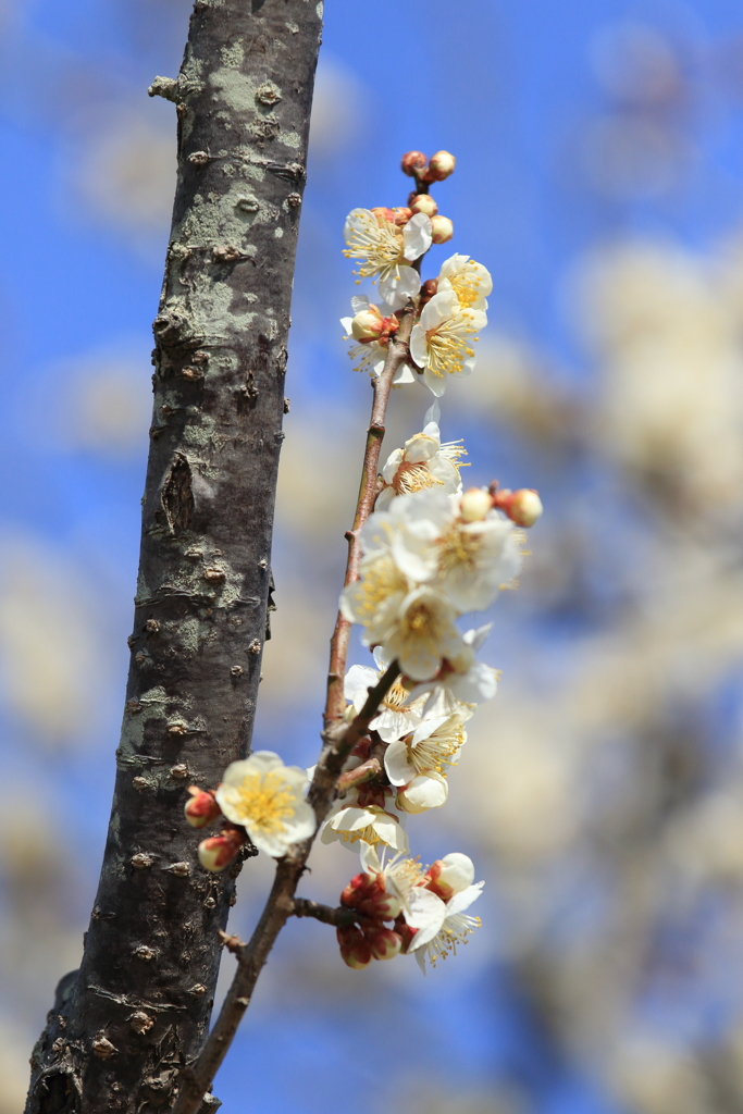 3月1日