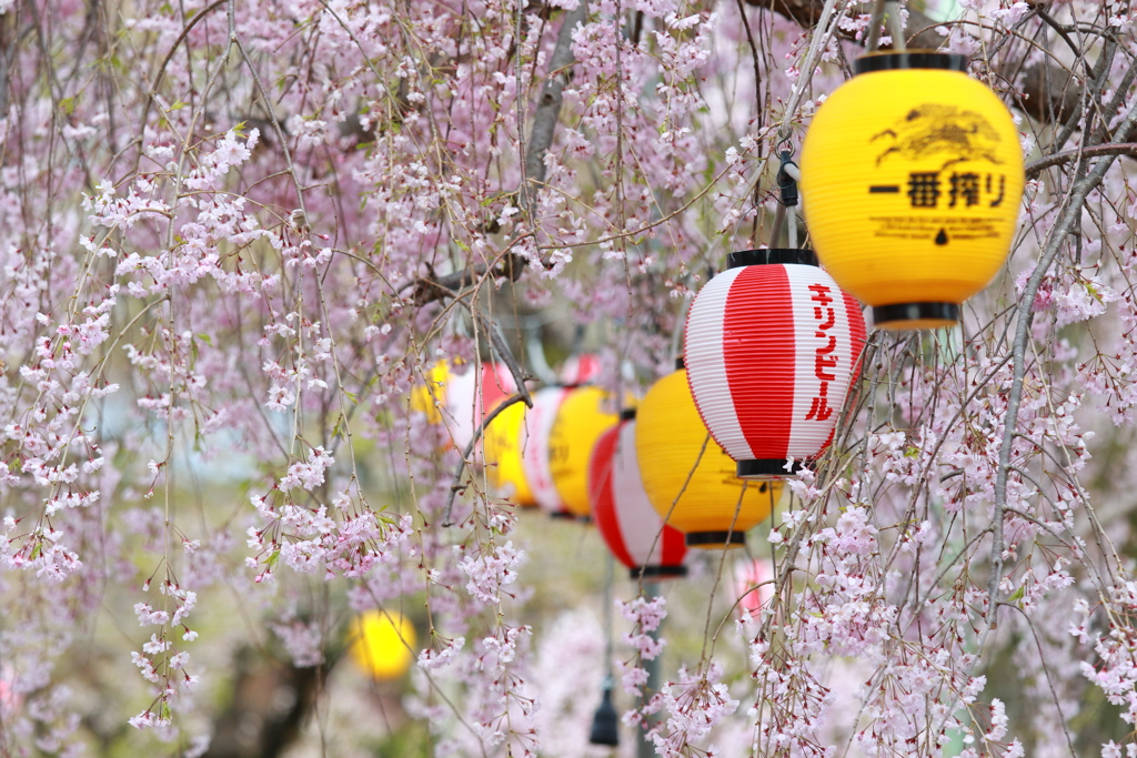 桜 今年もありがとう 5