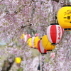 桜 今年もありがとう 5