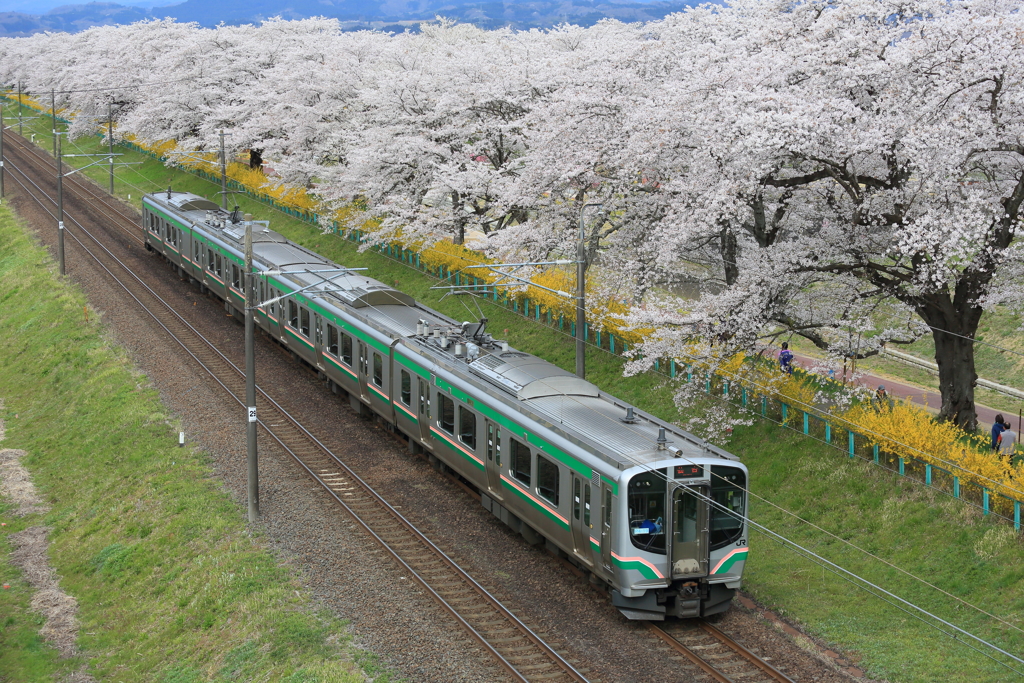 桜の思い出 1