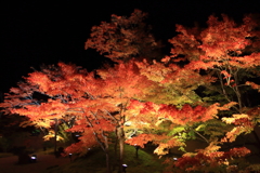 松島円通院の紅葉ライトアップ　2