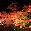 松島円通院の紅葉ライトアップ　2