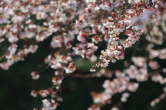 四季桜 3
