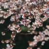 四季桜 3