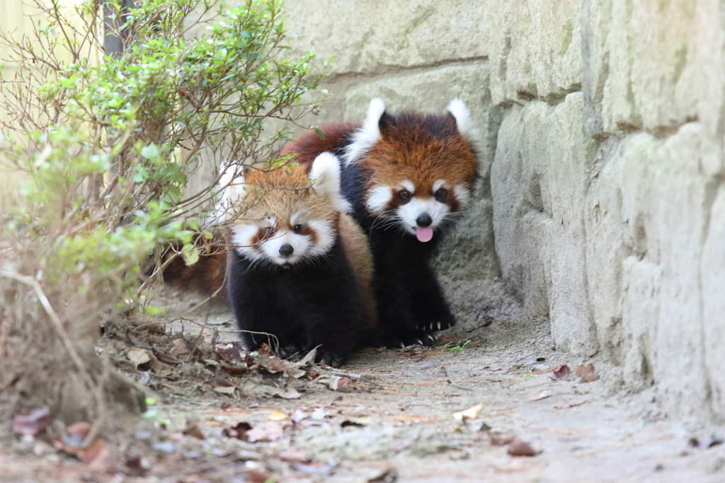 レッサーパンダの親子