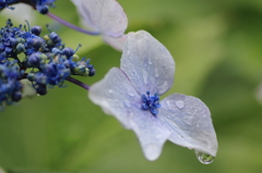 梅雨