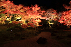 松島円通院の紅葉ライトアップ　3