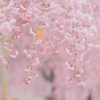 枝垂れ桜