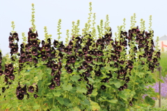 この花は何ていうの？