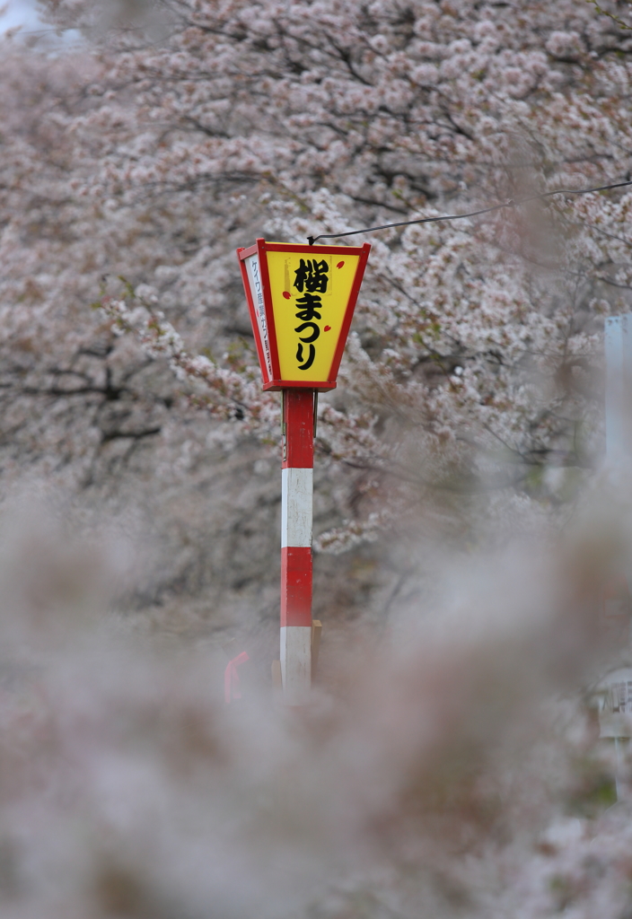 桜の思い出 3