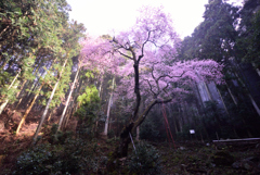 樹齢600年