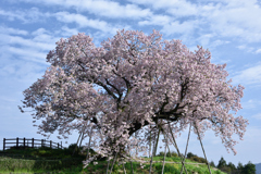喜びの百年桜。