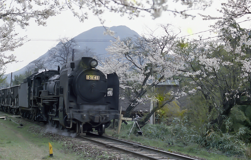 桜と蒸気機関車（煙突が繋がってる珍しいD51）