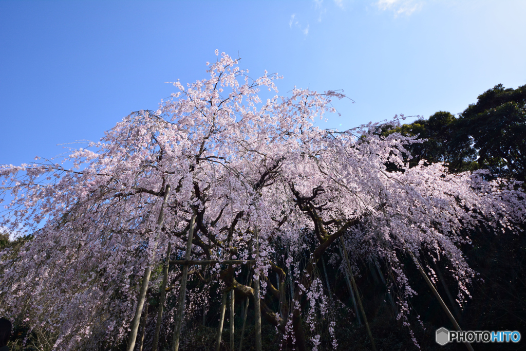 降りそそぐ春の香り