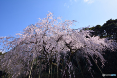 降りそそぐ春の香り