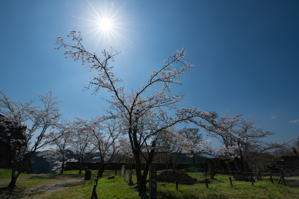 桜光芒