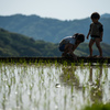 ボクも田植えのお手伝いする！