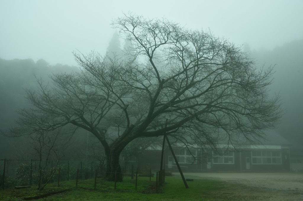 霧に包まれた分校跡の春。