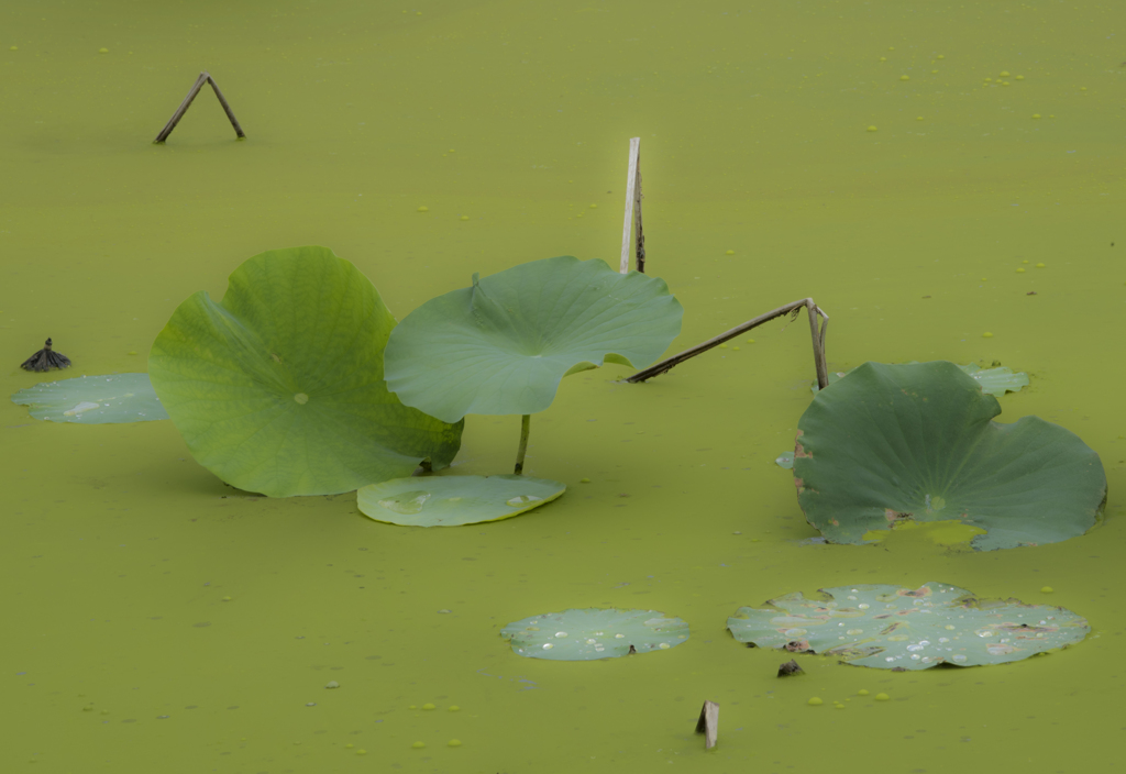 green world