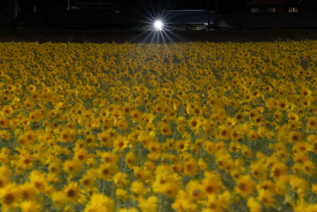 真夜中のヒマワリたち