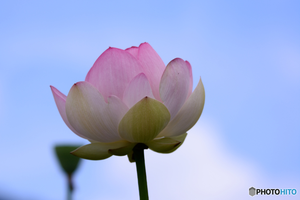 見上げてごらん。。。2