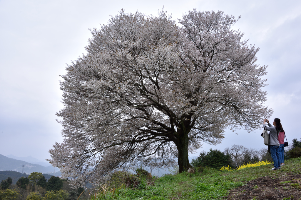 満開の山桜はスマホで。。。