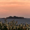 夕暮れの軍艦島を見つめる水仙群