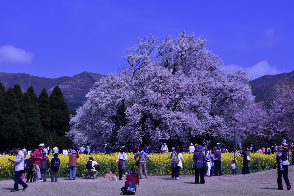 長閑（のどか）な春の日の午後