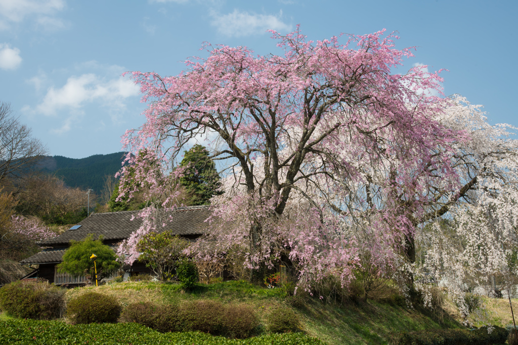 青空と共演する紅白しだれ桜