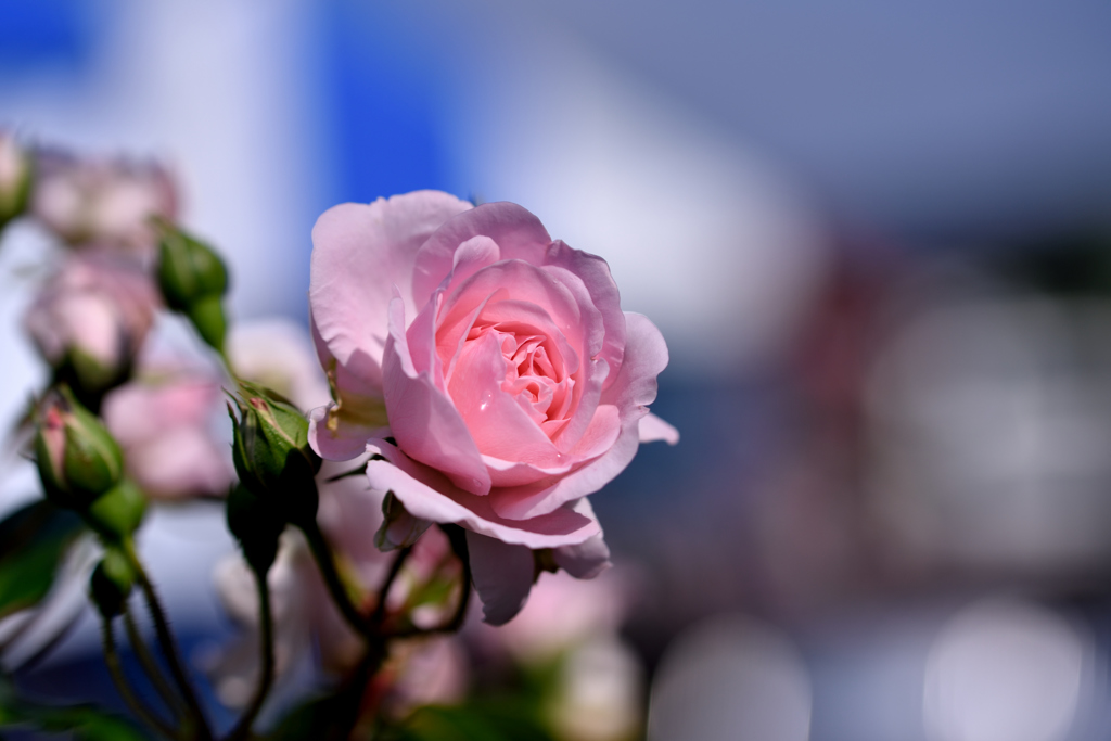 五月の誕生花。。。ピンクのバラ。