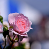 五月の誕生花。。。ピンクのバラ。