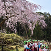 桜もニッコリ、記念撮影。